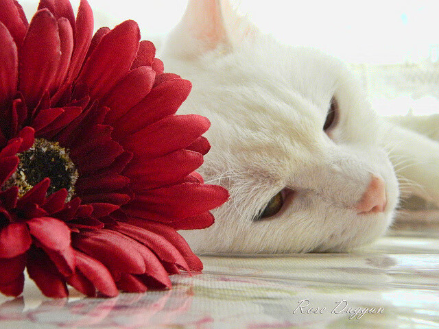 显微镜下的呼吸，奥运周期中的一场黄蜂险胜魔术